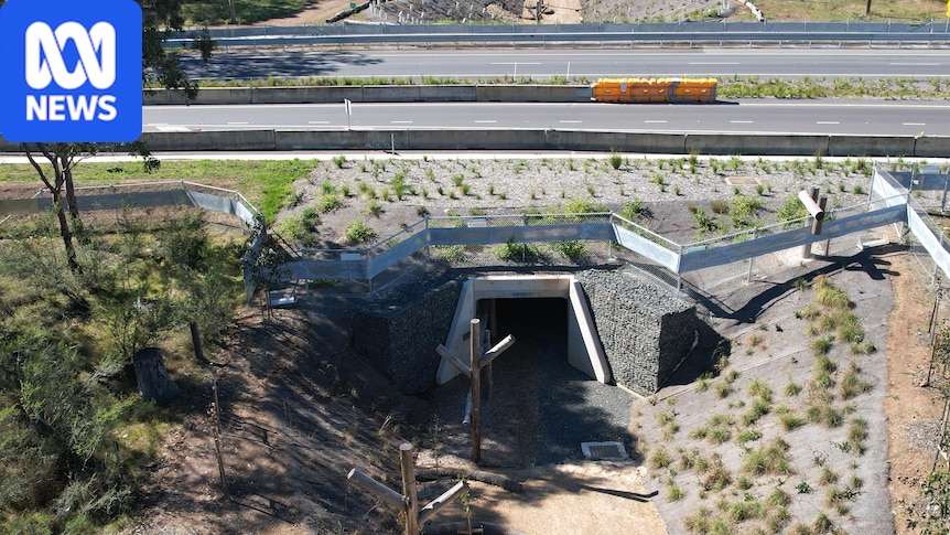 $12m koala underpass not used in five months