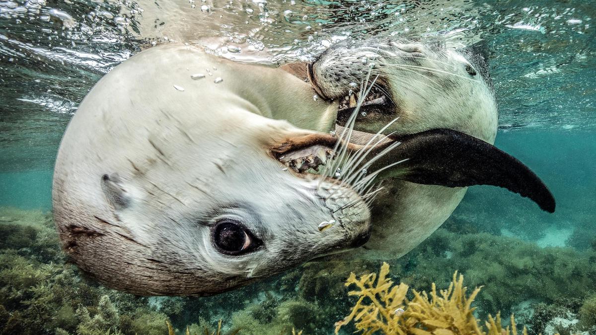 2026 Ocean Photographer of the Year: Jenny Stock’s sea lion photo of Jurien Bay encounter wins praise