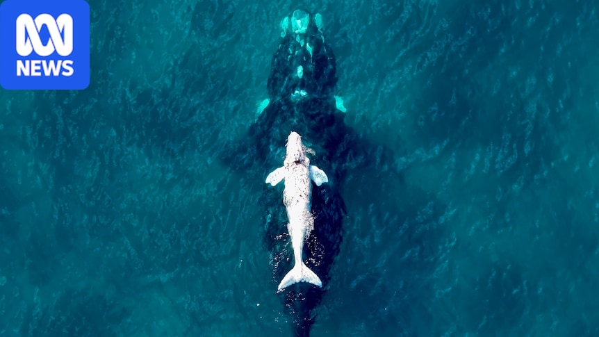 50 years of spotting southern right whales off Great Australian Bight