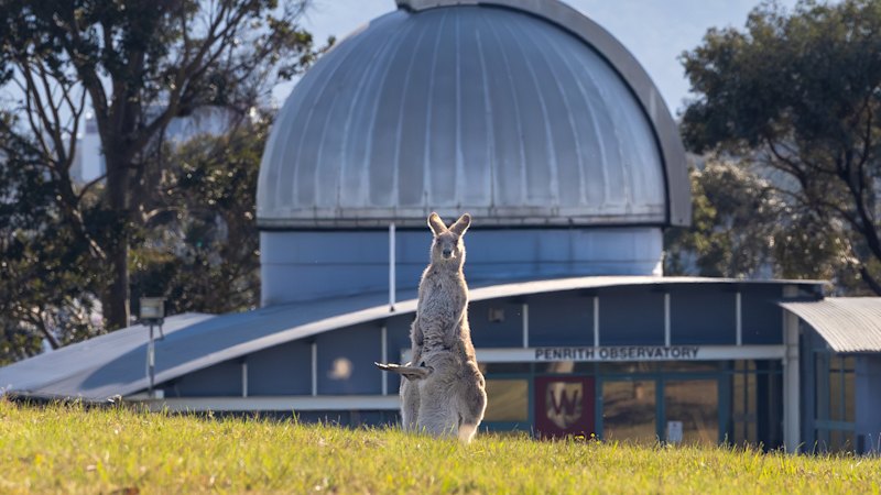 A Sydney university, a plan for 1500 homes and a kangaroo mob