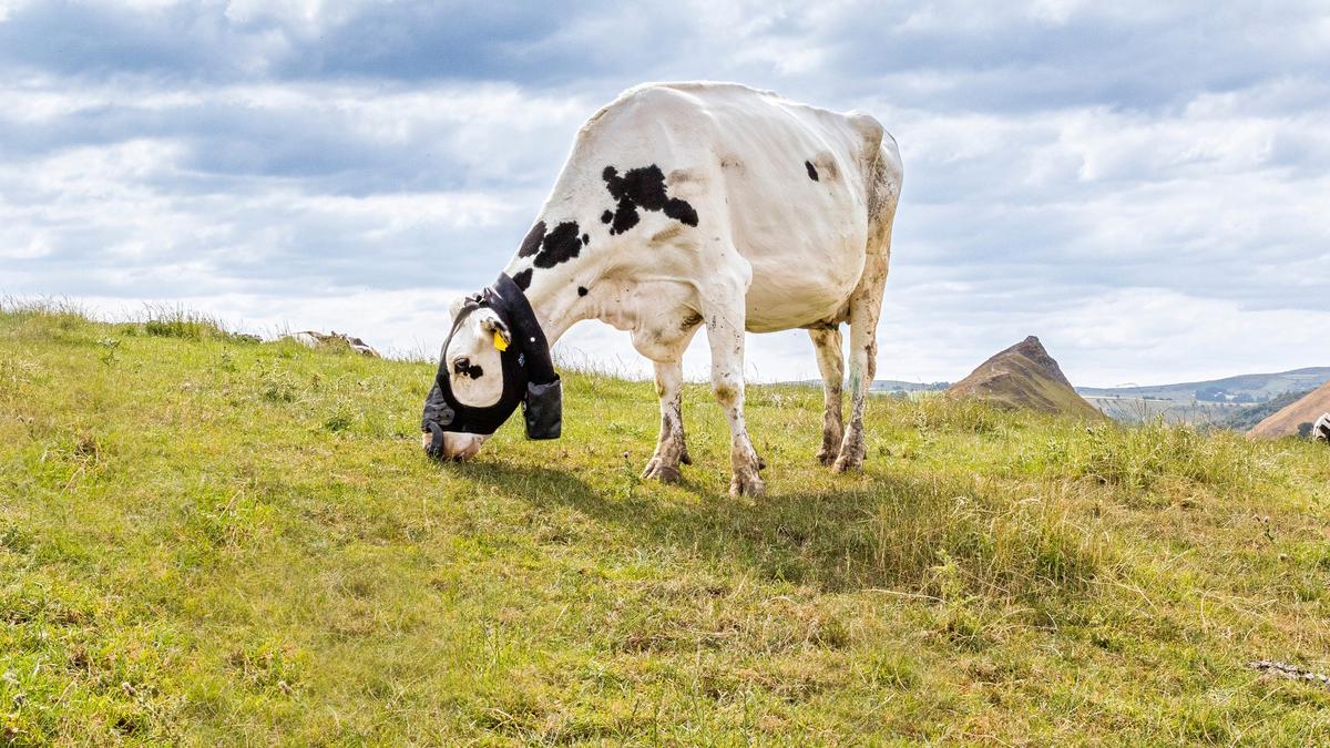 A UK-based ag-tech company looks to launch wearable device for livestock emissions measurement in Australia
