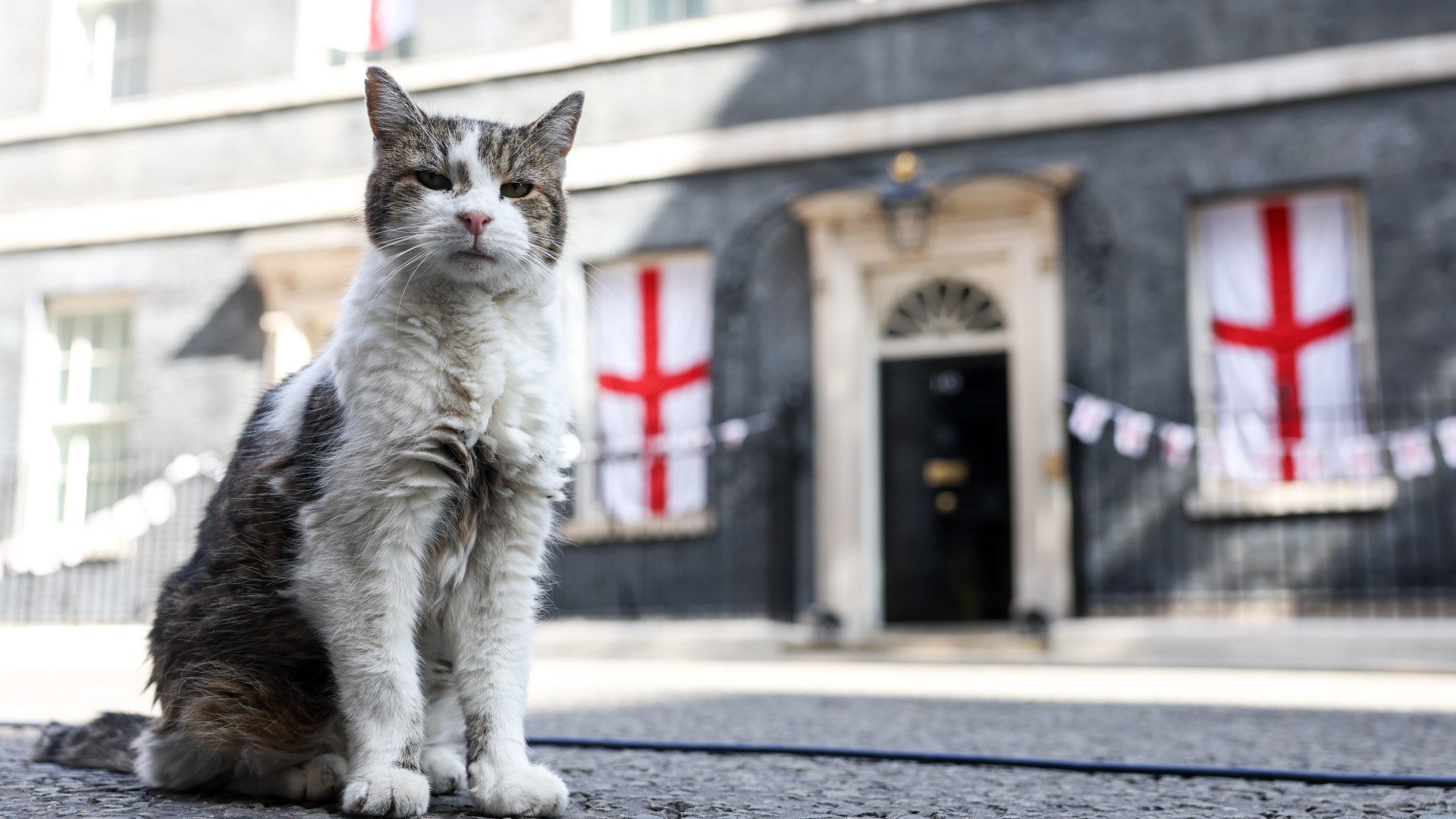 Andy Burnham could get a cat for No10 North because Larry is such a hit in Downing Street