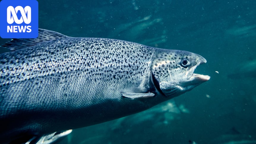 Animal welfare claim launched against Tasmanian salmon industry