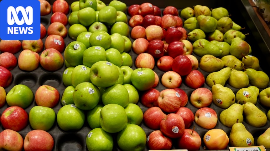 Apple growers fear economic and biosecurity wipeout as US eyes market