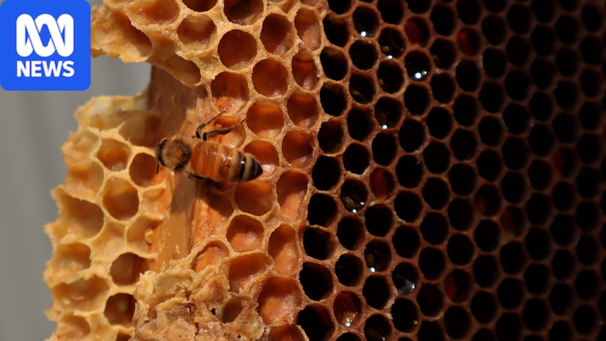 Australia's northernmost incursion of varroa mite detected in Queensland