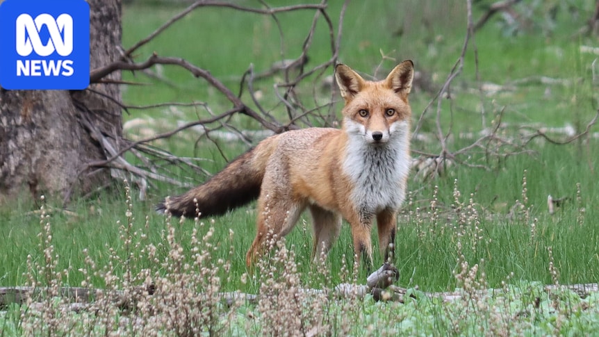 Authorities confirm bird flu in fox and suspected case in dolphin