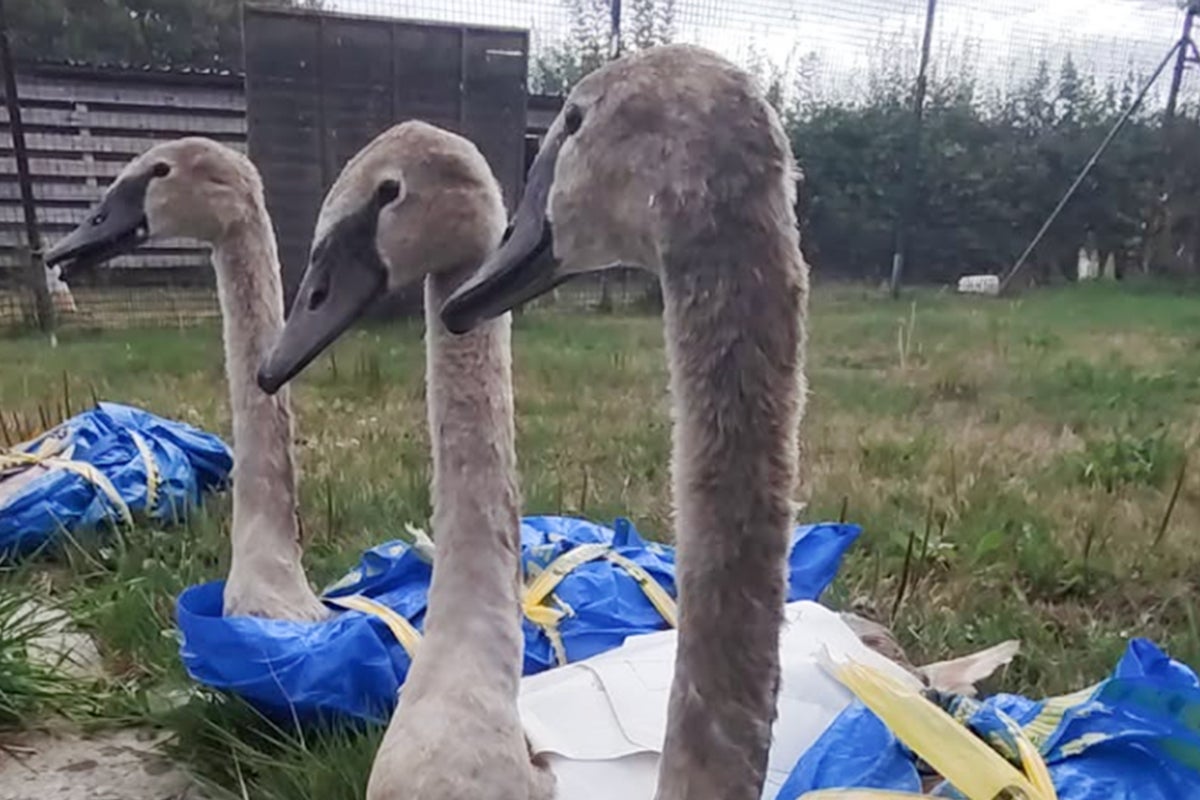 Baby swans rescued in IKEA bags from roadside in Somerset