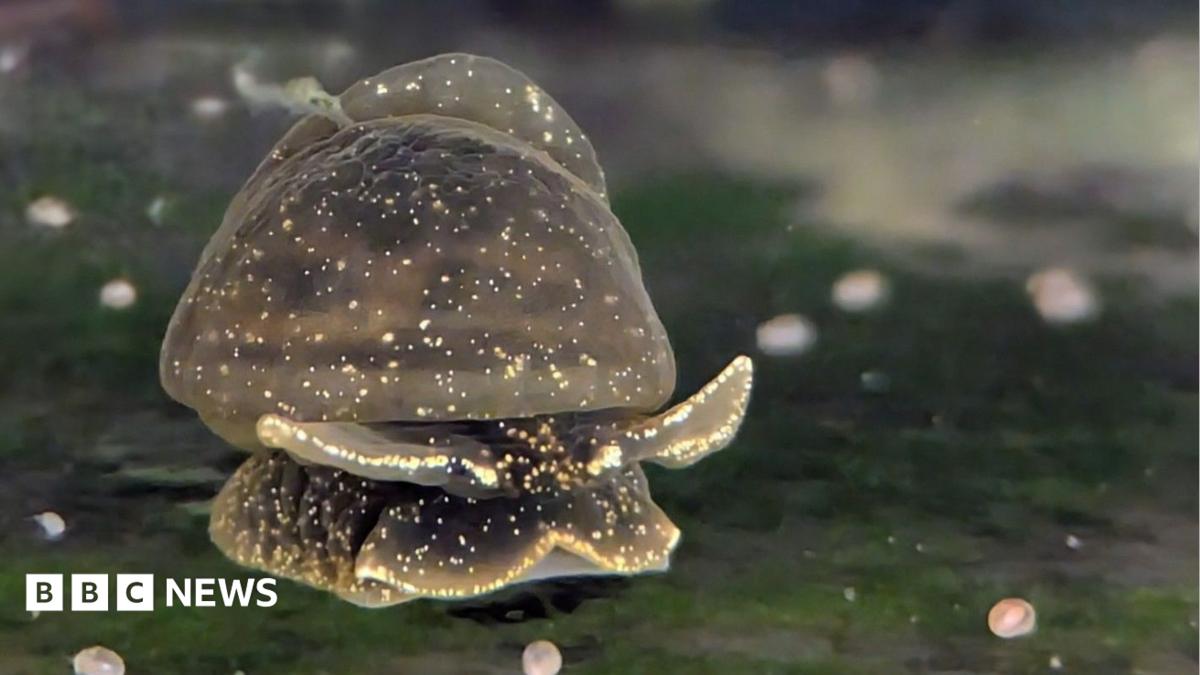 Battle to save the tiny, gooey snail only found in one lake in the UK