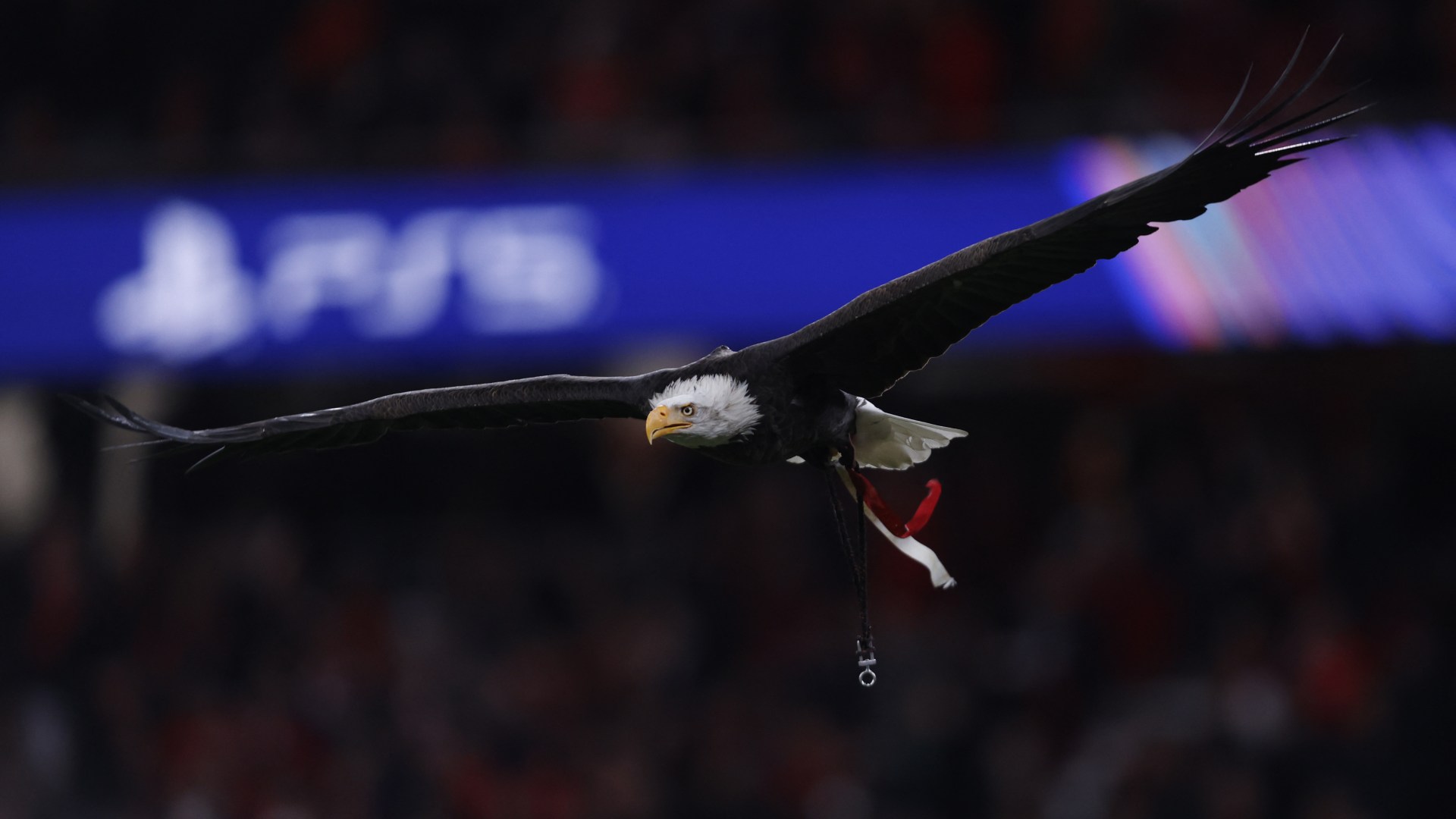 Benfica falconer arrested as part of investigation into alleged cocaine trafficking ring