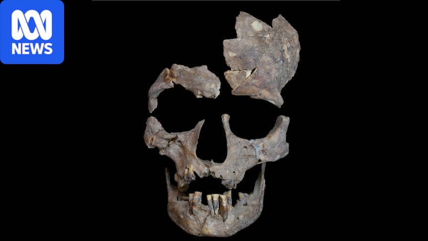 Betel nut traces in 25,000-year-old teeth point to early human drug use