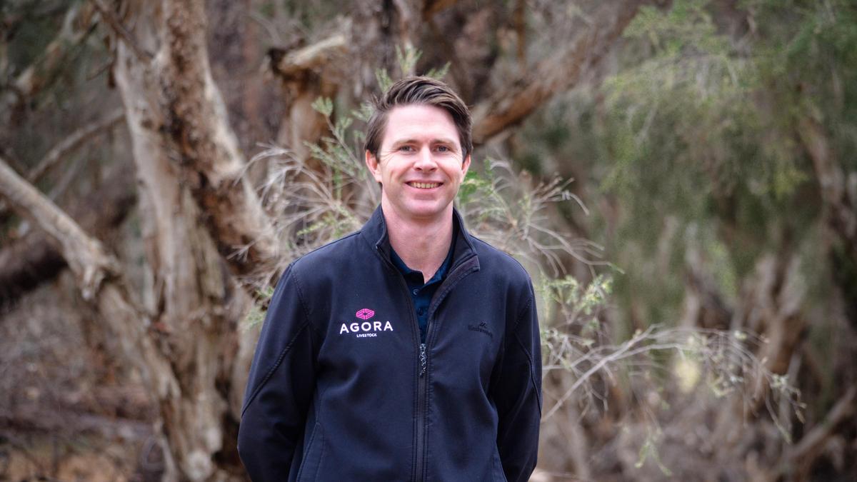 Beyond the Saleyards: Store lamb market is finding its balance