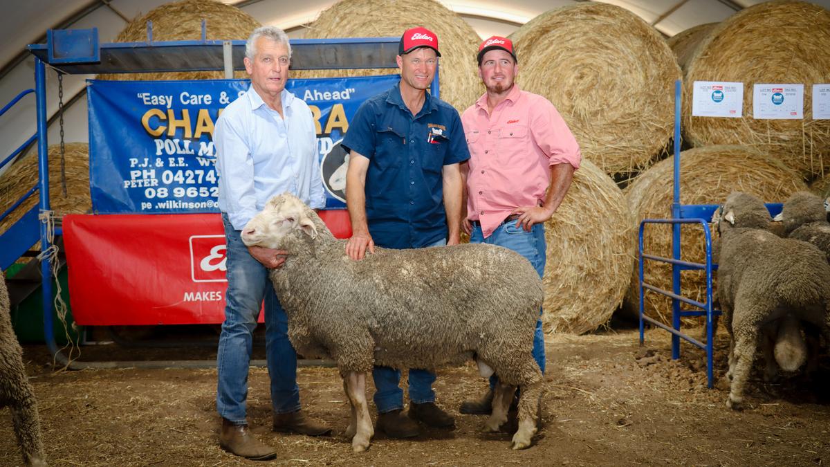 Bidding fierce among volume buyers at 2026 Challara Poll Merino Stud sale, new average set