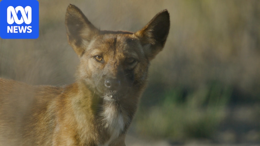 Big Desert dingoes could be first to get national protection
