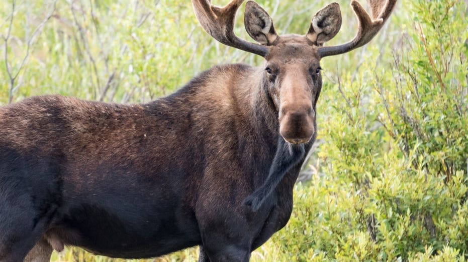 Big Sky, Montana wildlife encounter caught on video as moose charges toward woman and her dogs