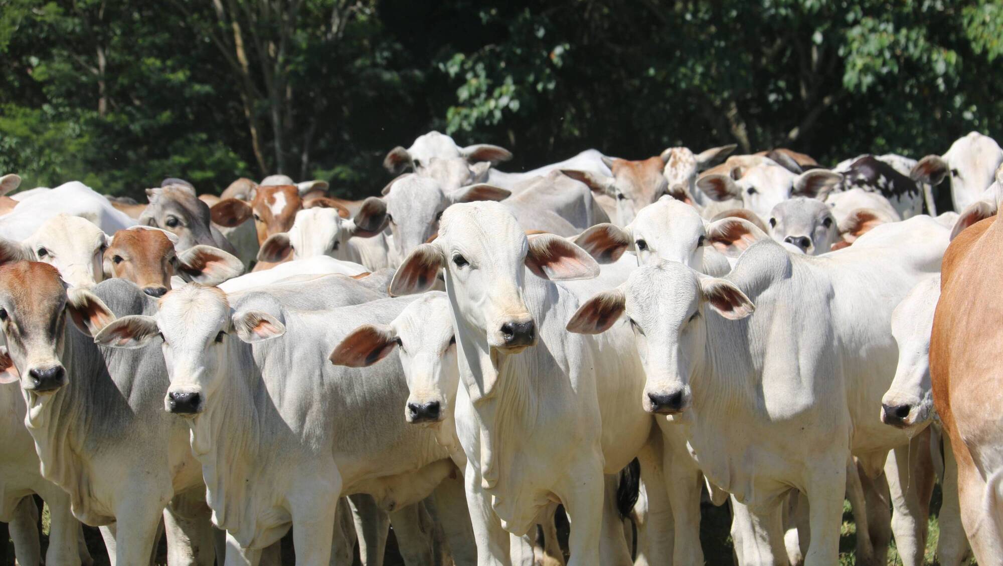 Bill to compel all Mercosur meat to be labelled for Irish consumers