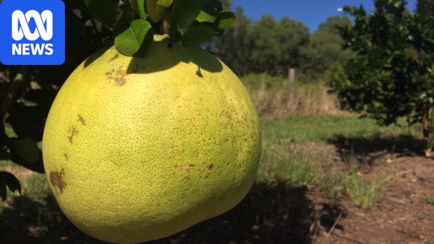 Biosecurity concerns trigger Vietnam fruit import pause