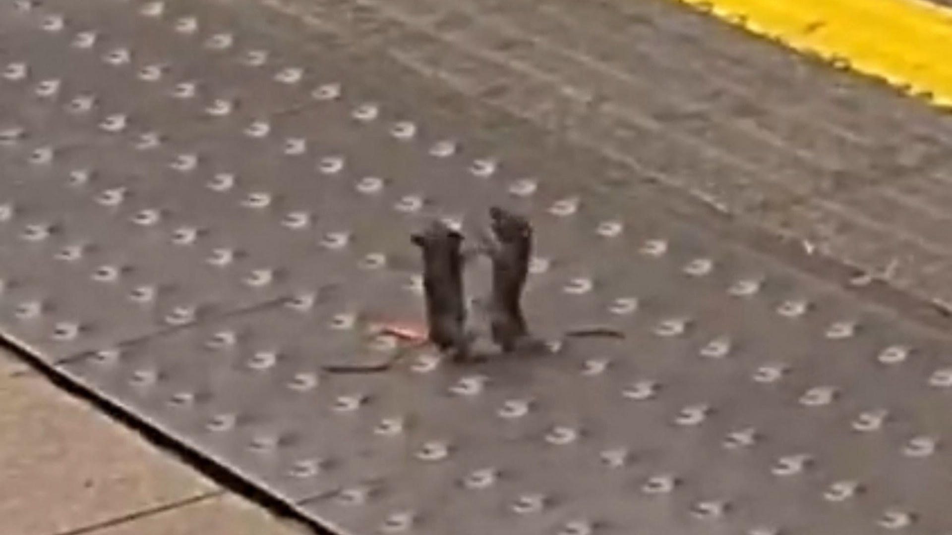 Bizarre moment two mice stand-up & spar each other on Tube platform in front of creeped out commuters