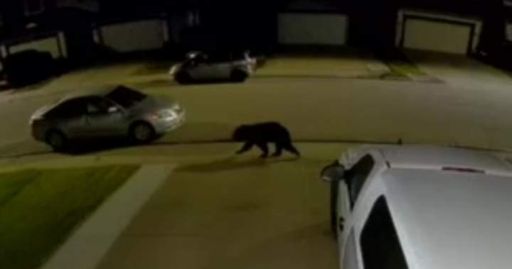 Black bear wanders through Edmonton neighbourhoods overnight