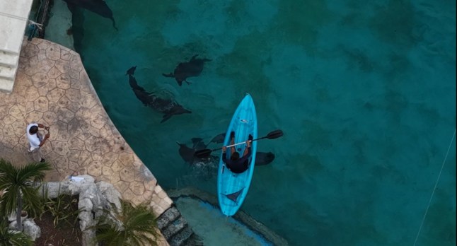 Blind and sick dolphins ‘abandoned’ at closed water park in Mexico