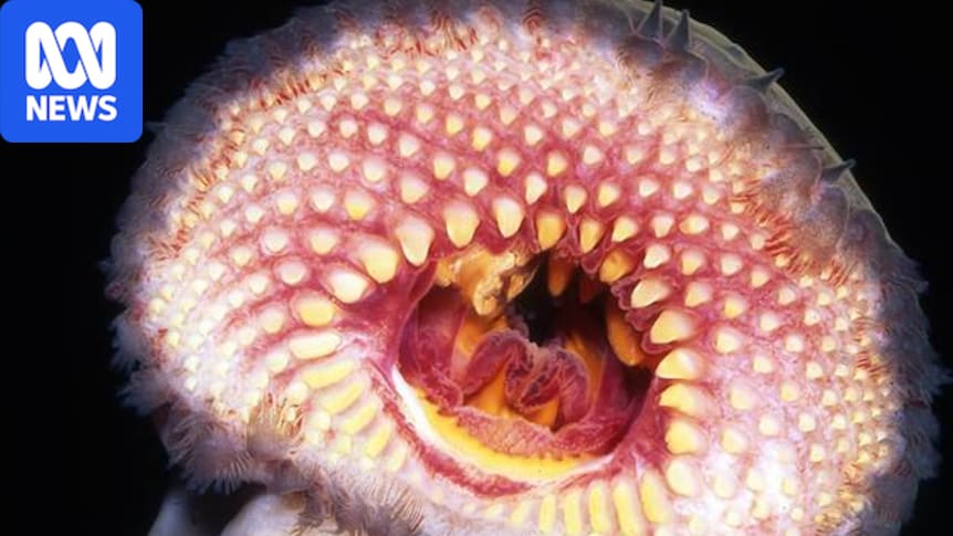 Blood-sucking, eel-like fish another possible casualty of algal bloom