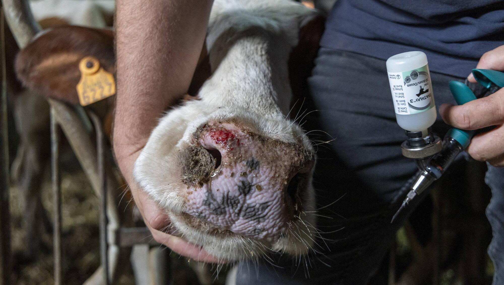 Bluetongue case confirmed in Wexford