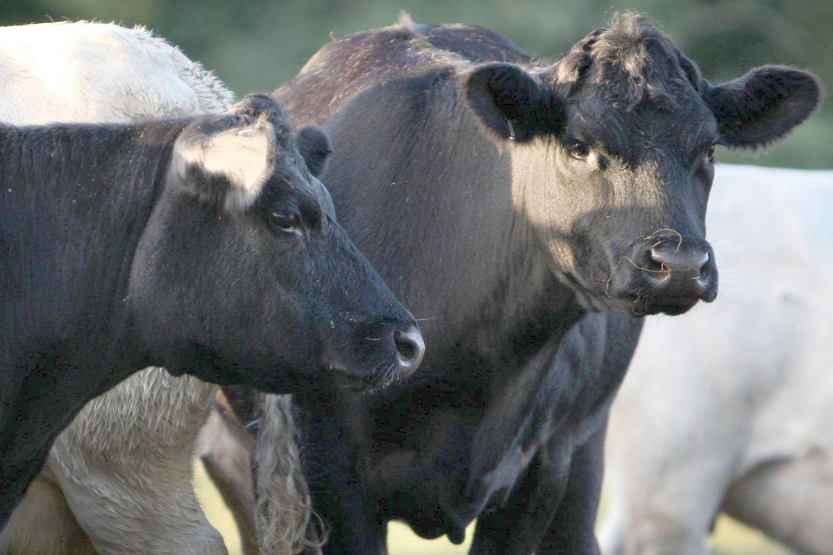 Bluetongue crisis spreads as government accused of being ‘asleep at the wheel’