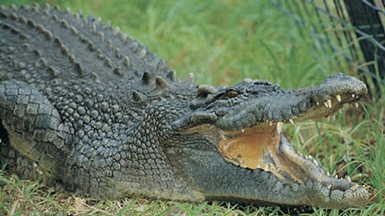 Boys arrested for ‘breaking into Perth Zoo, bashing crocodile with pole’