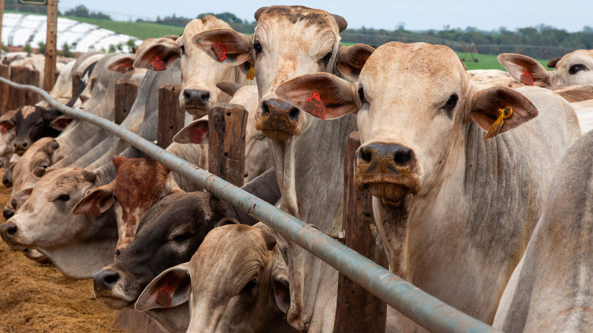 Brazil’s global beef dominance collides with tougher EU rule