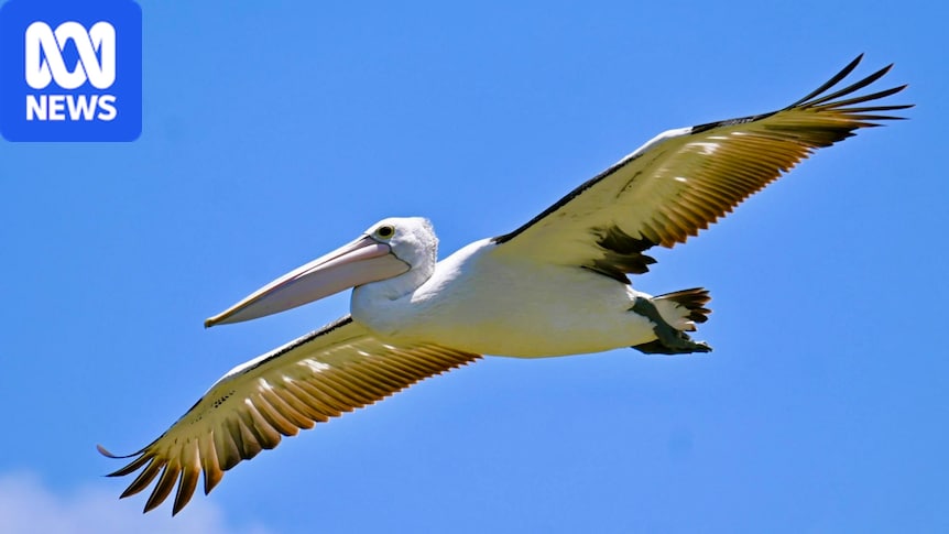 Breaking: First case of bird flu in pelican detected in SA