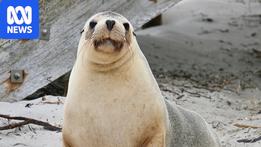 Breaking: SA records first bird flu case in sea lion