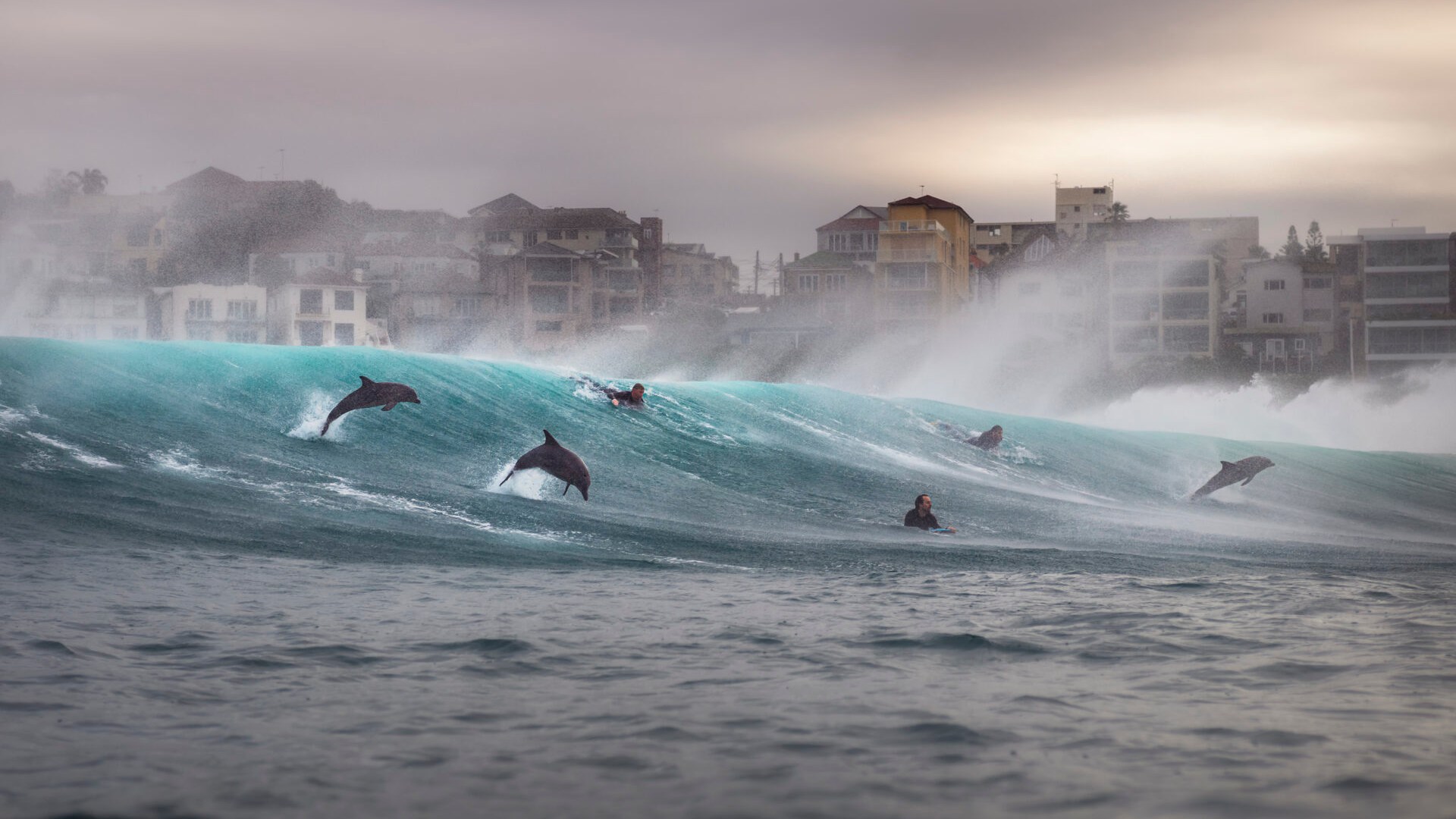 Breathtaking pics of dolphins with surfers & seahorse farewell lead ocean photo contest… but which one is your winner?