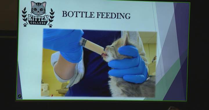 Canada’s first ‘kitten college’ opens in Langley, B.C.