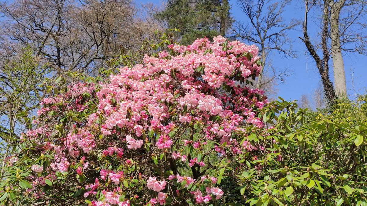 Charlie Albone: Why every family needs a wildlife garden