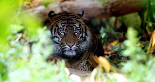 Chester Zoo ruthlessly mocked for advertising tickets to ‘child predator tour’