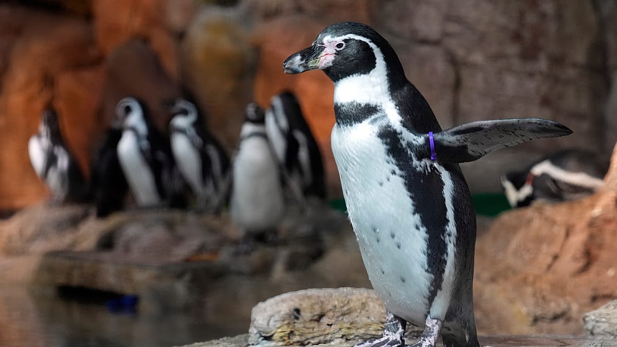 Chilean penguins fitted with vests to protect healing wounds