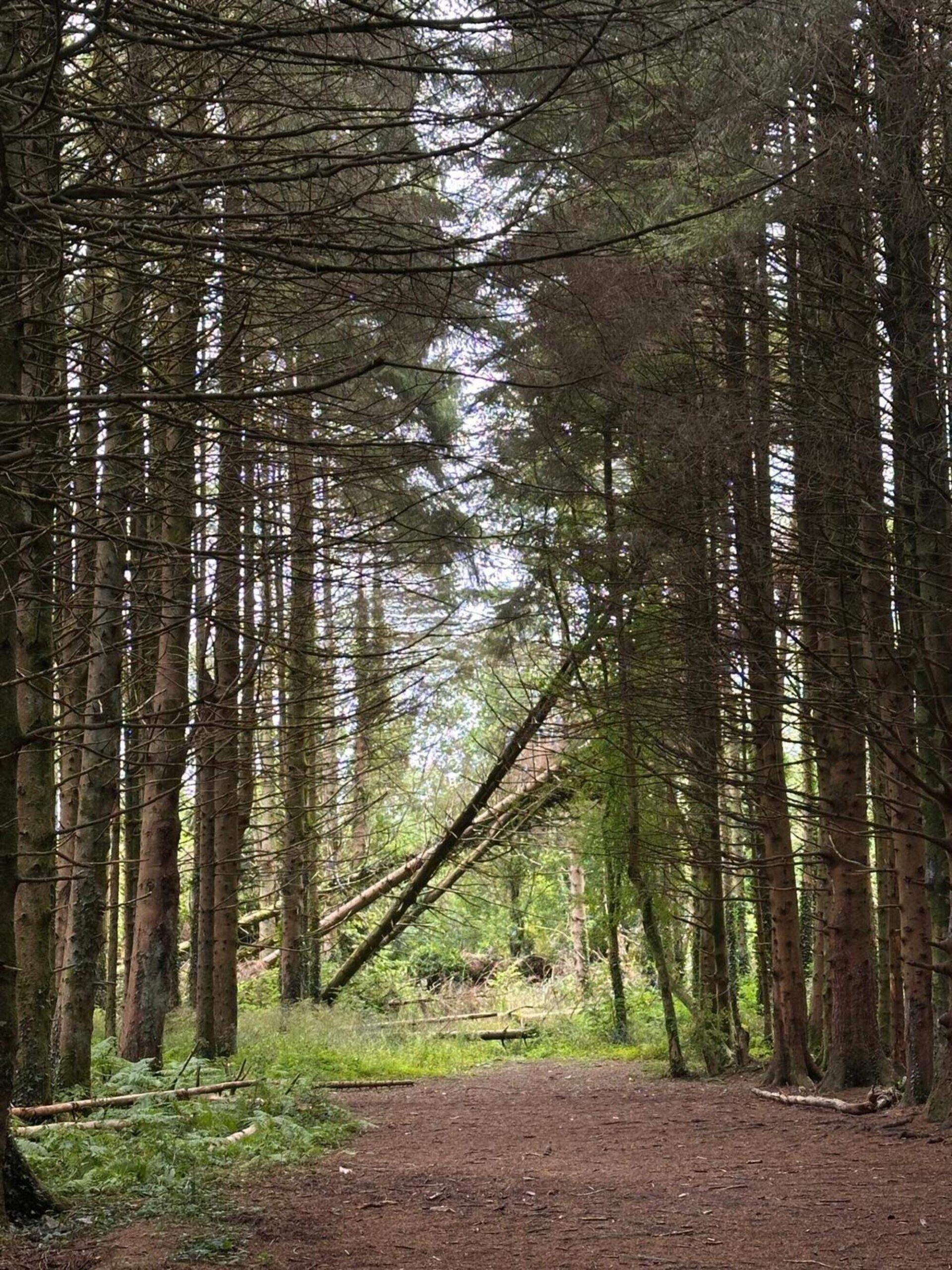 Concerns grow in Galway over major conifer felling programme at Merlin Woods
