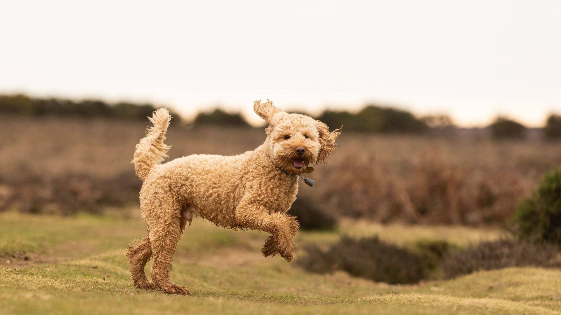 Could your dog have ADHD? 12 early signs to look out for including unusual bathroom habit