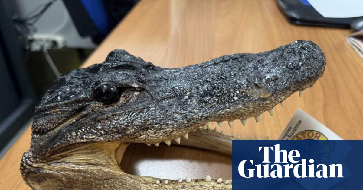 Crocodile head found in luggage at Italian airport