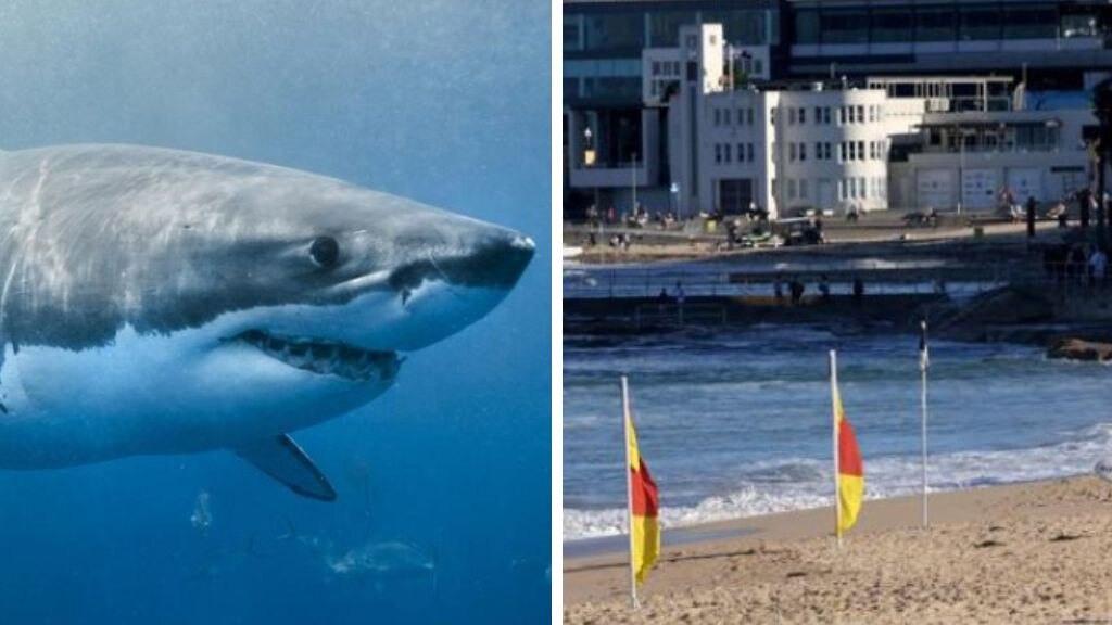 Cronulla Beach evacuated after shark spotted by drone