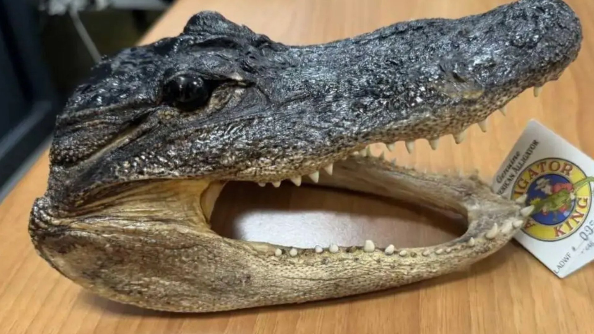 Customs officers left shocked as crocodile head discovered in suitcase