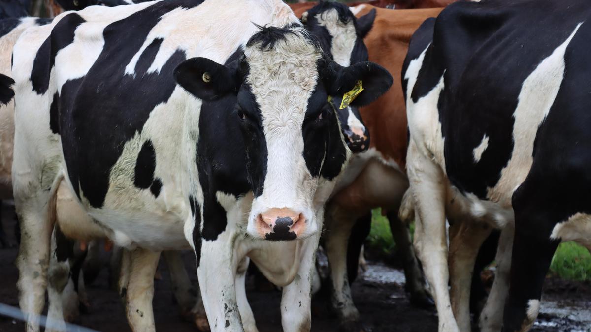 DataGene recently updated its Balanced Performance Index to emphasise fat over protein, but should it have?