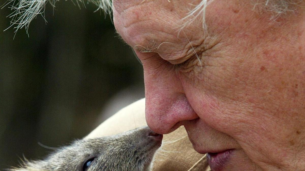 David Attenborough laments 'terrible plight' of planet
