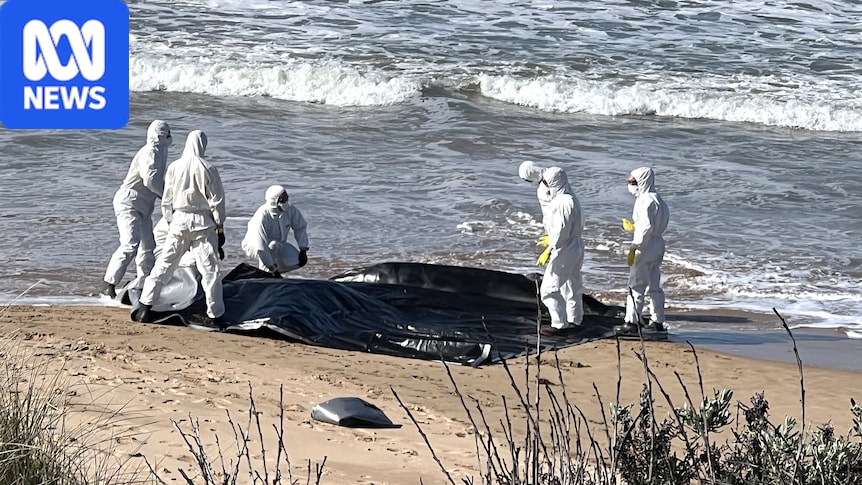 Dead juvenile whale washed up on SA beach to be tested for bird flu