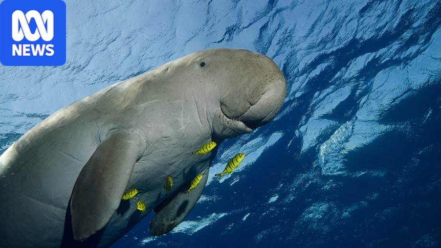 Decline in dugong population prompts calls for action in Gulf of Carpentaria