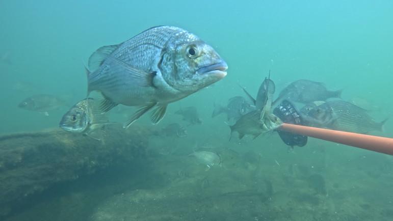 Discovery of 22-year-old fish in Blackwood River sparks optimism for long-term viability of stocking program