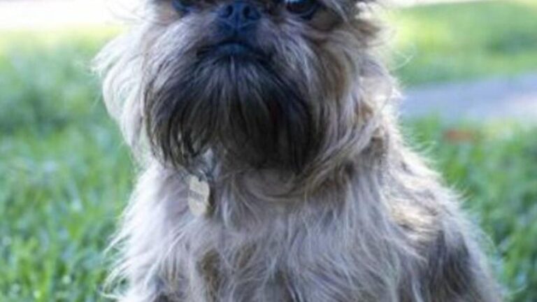 Distressing warning after three dogs die in poisoning in Carnarvon, WA