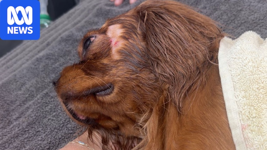 Dog survives croc attack at Darwin beach, public urged to stay vigilant