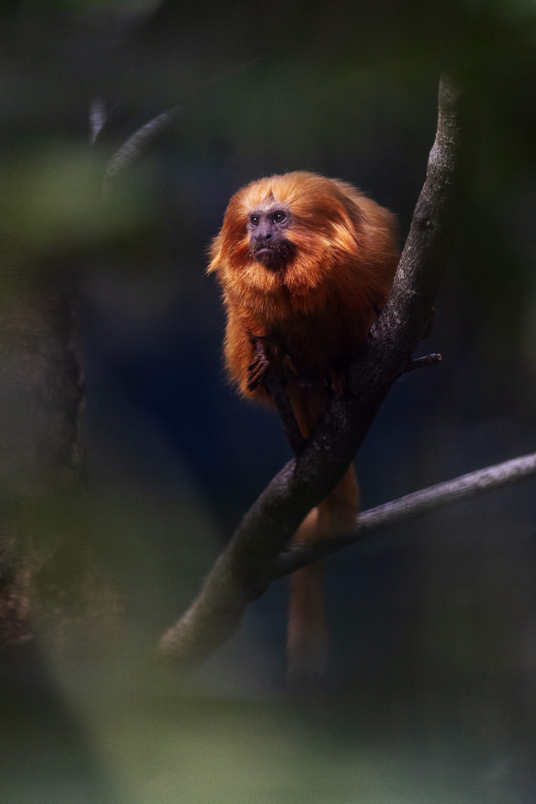 Dublin Zoo welcomes endangered golden lion tamarins and southern tamandua to Rainforest House habitat