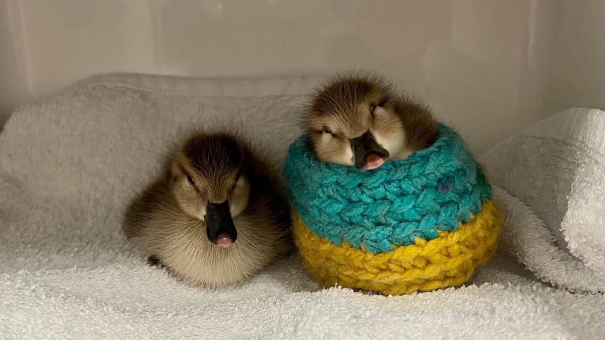 Duckling volunteers: WA wildlife call out for seasonal volunteers to help care for 900 ducklings