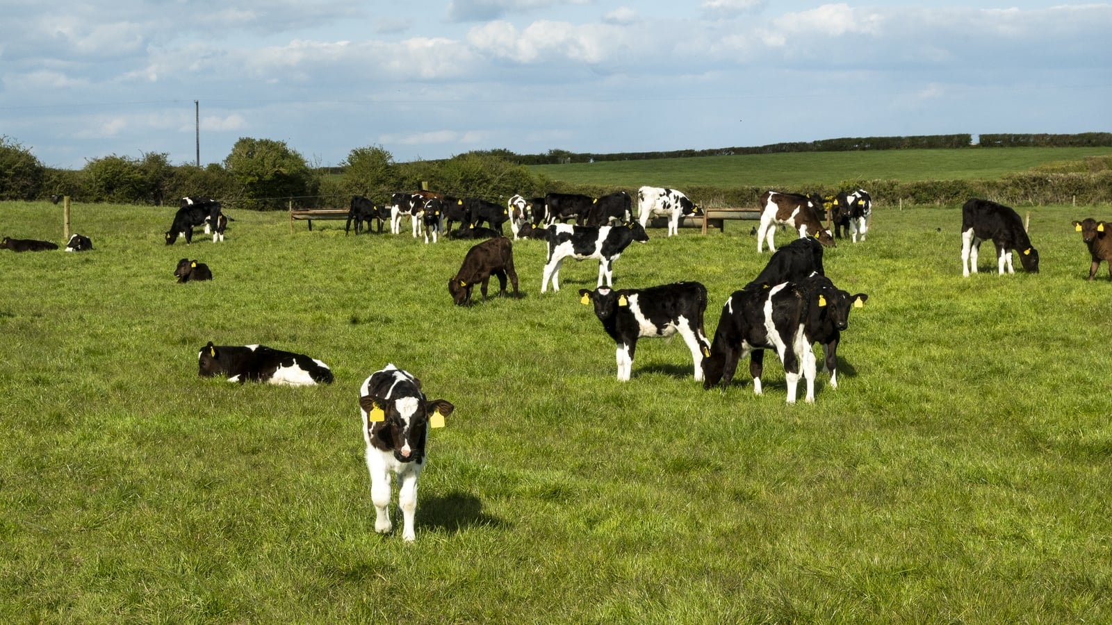 Dutch to fine Irish carriers transporting unweaned calves